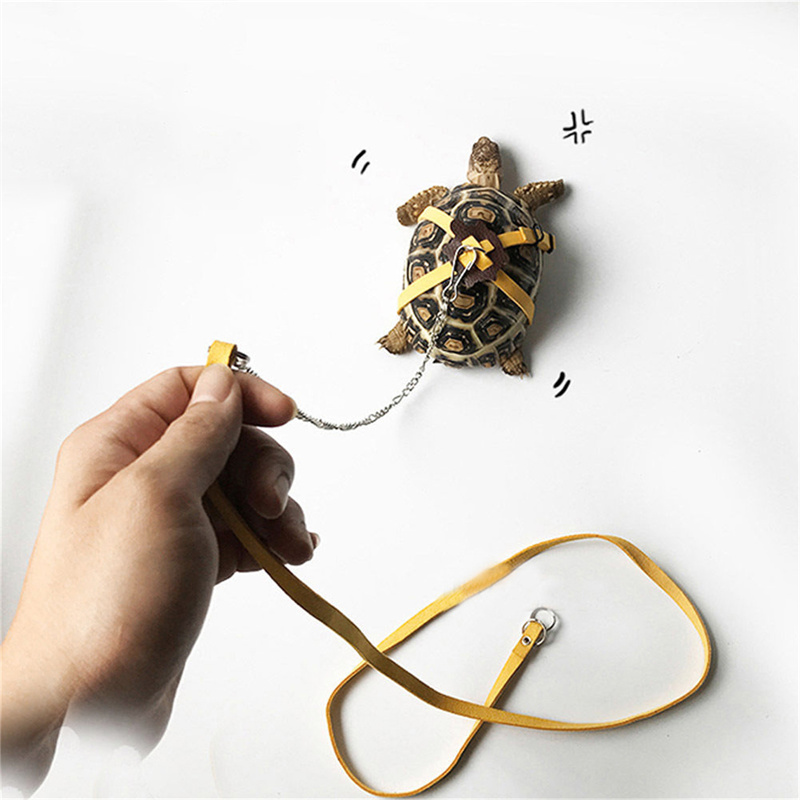 Schildkröten-Zugriemen, Kontro – Water Dish Reptile Bewertung und Preis